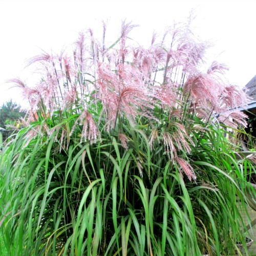 Miscanthus sinensis 'Flamingo' - Hiina siidpööris 'Flamingo' P9/0,55L